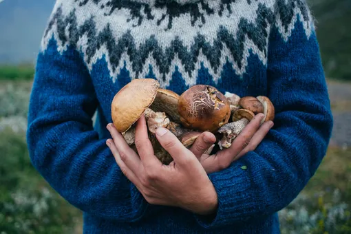 Осенний лес зовет: топ-5 мест для «тихой охоты» в Подмосковье Осенний лес зовет: топ-5 мест для «тихой охоты» в Подмосковье