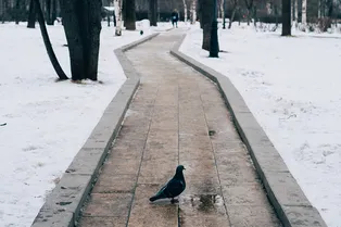 В Москву вернутся снегопады? Названы точные сроки схода сугробов в столице