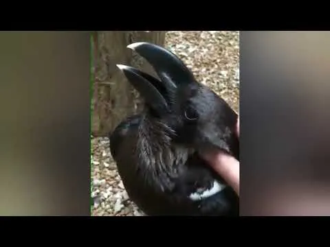 Нажми и смотри