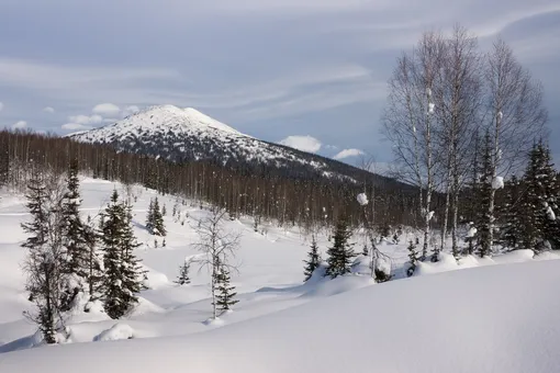 Усольцевы еще живы? Раскрыто, как пропавшая семья могла провести 40 дней в тайге Усольцевы еще живы? Раскрыто, как пропавшая семья могла провести 40 дней в тайге