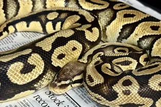 Такого клиента точно не ждали: огромный питон прополз десятки километров и оказался в ресторане фастфуда