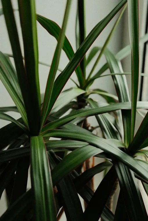 Драцена краснокрайная (Dracaena marginata) Растения, которые улучшают воздух дома