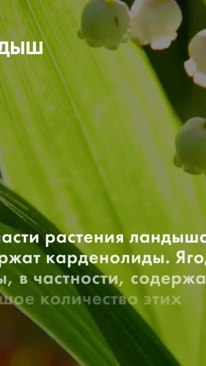 Нажми и смотри