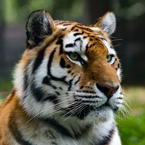 Россиянину грозит штраф за ИИ-ролик: за какие «видео» могут наказать?