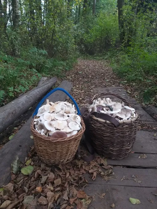 Московская область, Воскресенский район Московская область, Воскресенский район