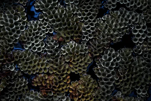 Трипофобия