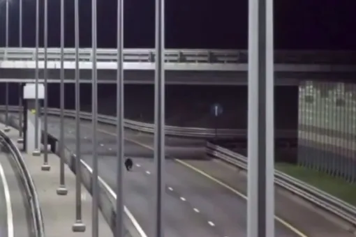 Собрал пробку: в Тверской области медвежонок вынудил водителей медленно ехать за ним четыре километра Собрал пробку: в Тверской области медвежонок вынудил водителей медленно ехать за ним четыре километра