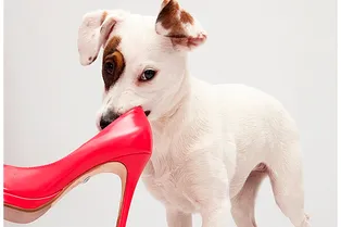 Как научиться общаться с собакой?