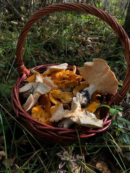 Московская область, Сергиево-Посадский район Московская область, Сергиево-Посадский район