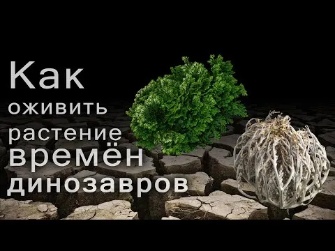 Нажми и смотри