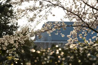 Тепло придет раньше времени: в Гидрометцентре раскрыли, какой будет весна-2026