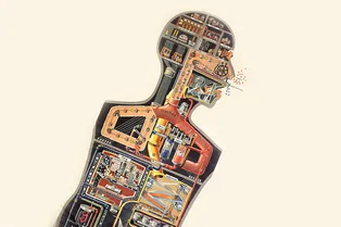 А вы знаете, без каких внутренних органов человек может нормально жить?