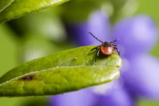 Клещи терроризируют жителей Москвы: в каких столичных парках их больше всего