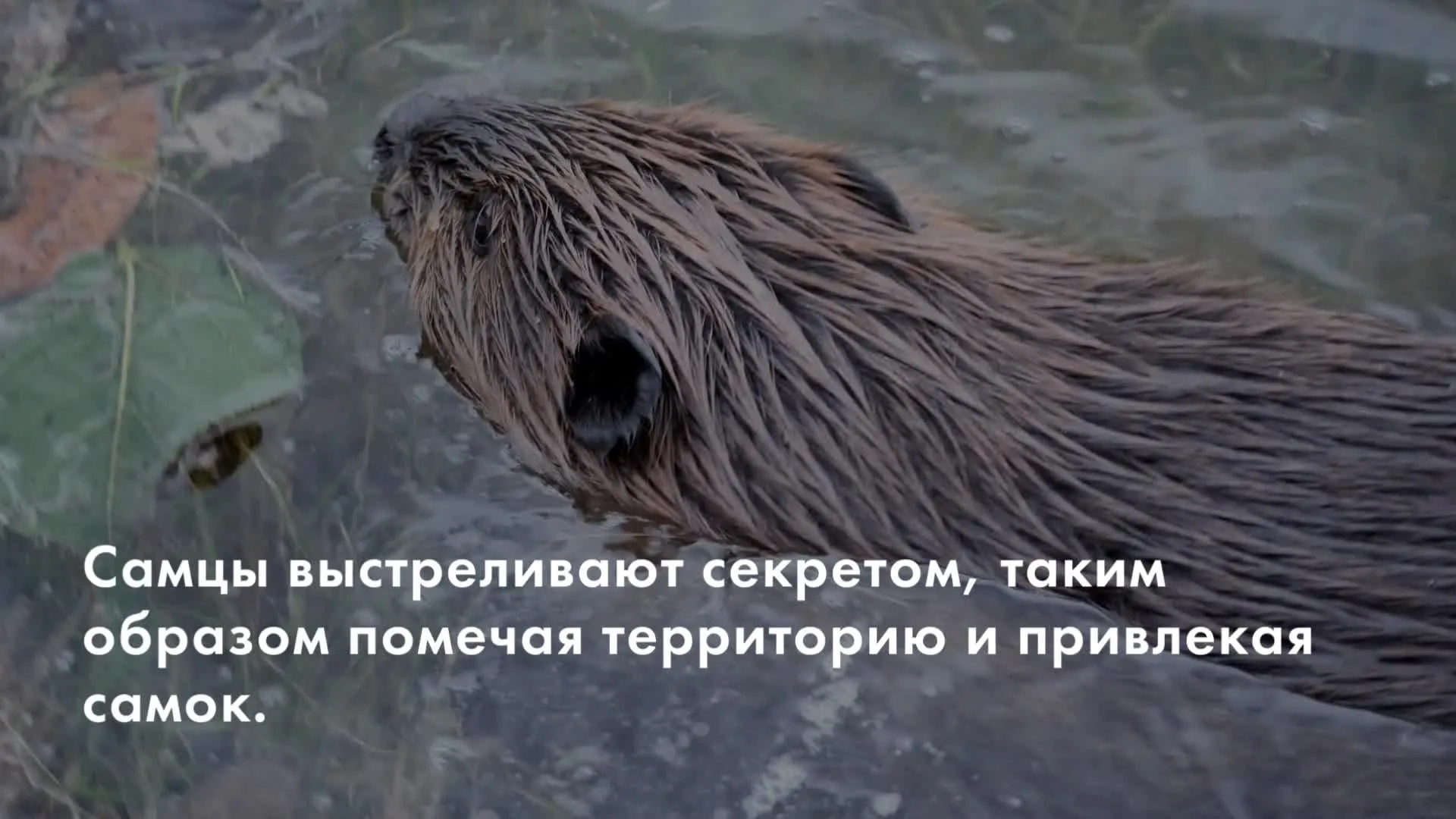 Нажми и смотри
