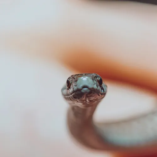 Опережая график: в Московском регионе из-за аномального тепла раньше срока проснулись гадюки