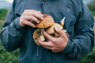 Стартовал сезон «тихой охоты»: где искать грибы этой весной