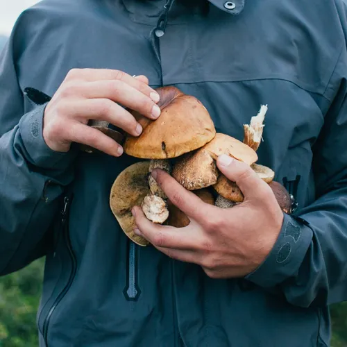 Стартовал сезон «тихой охоты»: где искать грибы этой весной