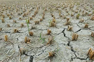 Дождей станет еще меньше: эти регионы России в августе ждет аномальная засуха