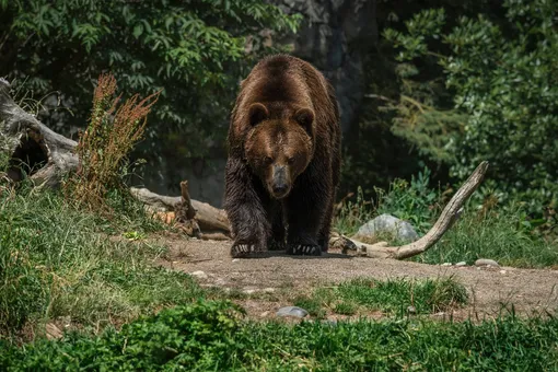 Непогода, медведь или убийство? Основные версии таинственного исчезновения семьи под Красноярском