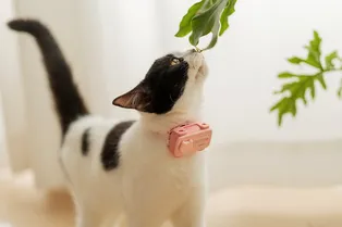 Зверофон для вашего питомца, спасение для аллергиков и домашние роботы — топ-10 новинок выставки CES 2026