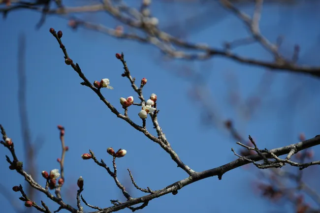 Когда в Москву придет настоящая весна? Синоптики назвали точную дату