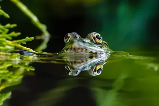 Уникальная стратегия: как жук-плавунец выживает, будучи проглоченным лягушкой