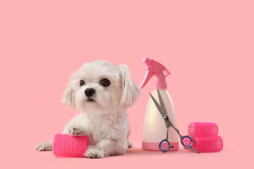 Косметика для собак и «волосатое» белье: названы самые необычные тренды 2025 года Косметика для собак и «волосатое» белье: названы самые необычные тренды 2025 года