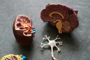 Ученые научились выращивать миниатюрные человеческие мозги: их хотят использовать в компьютерах