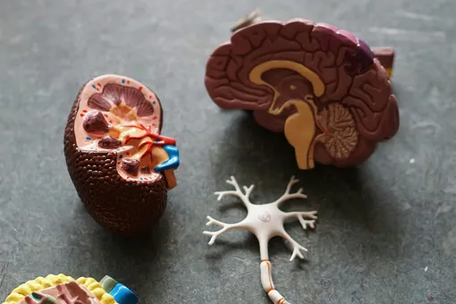 Ученые научились выращивать миниатюрные человеческие мозги: их хотят использовать в компьютерах