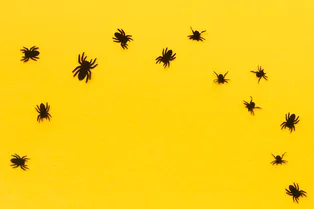 Россиян ждет аномальное нашествие клещей: как защититься от паразитов этой весной?