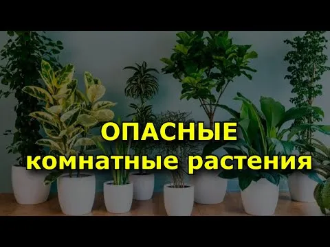 Нажми и смотри