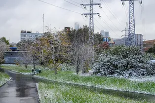 В Москве снег валит деревья, Ленобласть осталась без света: последствия мощного снегопада 27 апреля