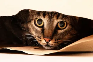 В Москве осудили серийного убийцу кошек — он получил 2,5 года колонии В Москве осудили серийного убийцу кошек — он получил 2,5 года колонии