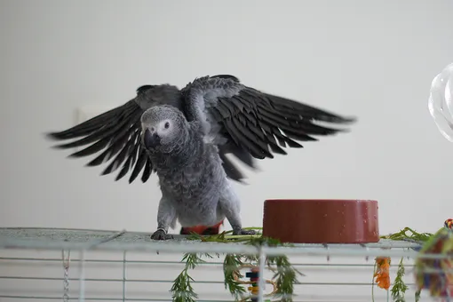 Полиция распутала загадочное убийство благодаря говорящему попугаю: он повторял одну и ту же фразу Полиция распутала загадочное убийство благодаря говорящему попугаю: он повторял одну и ту же фразу