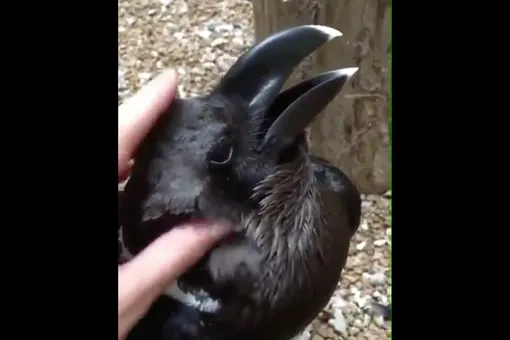 Эта фотка поставила в тупик всю сеть: кто на ней, ворон или кролик?