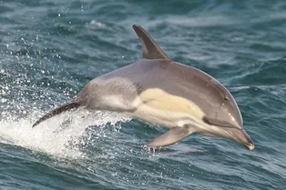 В Черном море впервые за 30 лет проведут перепись дельфинов: зачем это нужно