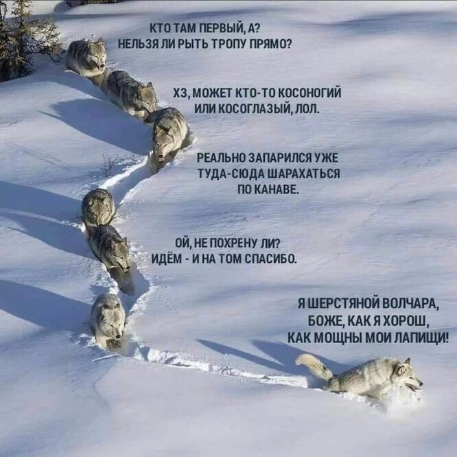 Как мощны мои лапищи»‎: мы годами неправильно читаем этот снимок волков