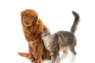 Берегите психику: кто опаснее для мужчин — кошки или собаки Берегите психику: кто опаснее для мужчин — кошки или собаки