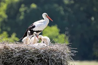 В Чехии в онлайн-режиме следят за семьей аистов с отцом-одиночкой — у птенцов погибла мать