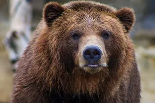Медведи стали массово нападать на россиян: всему виной стресс и изменение климата Медведи стали массово нападать на россиян: всему виной стресс и изменение климата