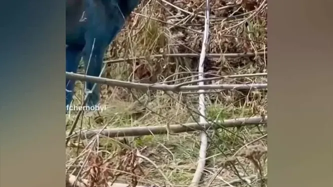 Нажми и смотри