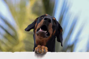 Собаки появились раньше, чем думали: новое открытие изменило взгляд на историю приручения