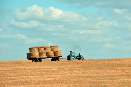 Регионы России могут остаться без урожая: виной всему — аномально теплая осень
