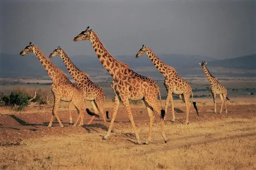 De Agostini/F. Galardi/REX/Shutterstock