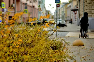 Осень в Москве будет тропической: осенняя погода в России кардинально изменится в ближайшие десятилетия