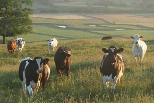 Правда ли, что некоторые животные умеют предсказывать землетрясения?