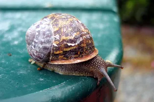 Улитки размером с ладонь наводнили Москву: их можно собирать целыми ведрами