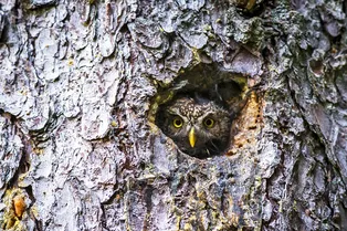 Лайфхаки для сов: 8 правил, которые помогут вставать утром легко и с удовольствием