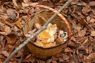 В Подмосковье аномальный грибной бум: где сейчас собирают полные корзины В Подмосковье аномальный грибной бум: где сейчас собирают полные корзины