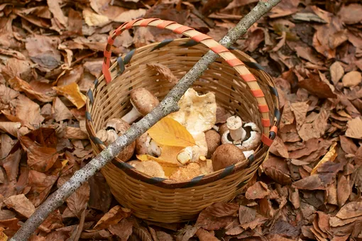 В Подмосковье аномальный грибной бум: где сейчас собирают полные корзины
